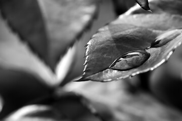 Detail of raindrops on a rose bush in black and white