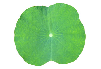 Fototapeta na wymiar A Lotus leaf on white background.