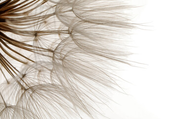 Beautiful fluffy dandelion flower on white background, closeup - obrazy, fototapety, plakaty