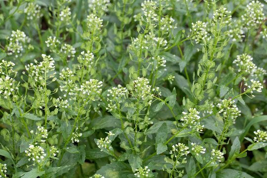 Field pennycress, Thlaspi arvense