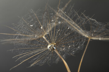 Seeds of dandelion flower with water drops on grey background, closeup