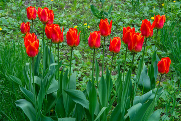 red tulips in the garden