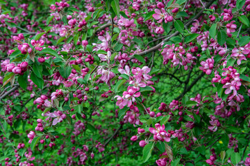 pink flowers in the garden