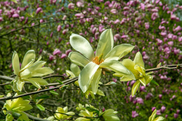pink and yellow flowers