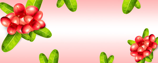 carissa karanda is red ripe multiple fruits on green lush leaves on pink cover background. It have high vitamin very healthy. Design for text space