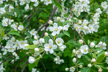 white flowers
