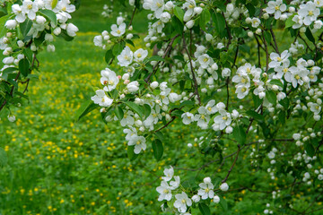 white flowers of apple tree on a background of green grass