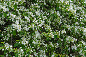 Fototapeta premium White Apple Flowers.
