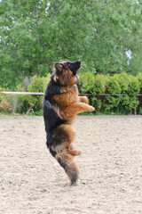  German shepherd dog train of jump obedience