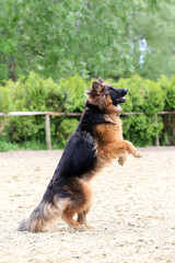  German shepherd dog train of jump obedience