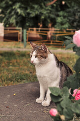 Naklejka na ściany i meble Romantic and sad cat on the date under the bush of roses