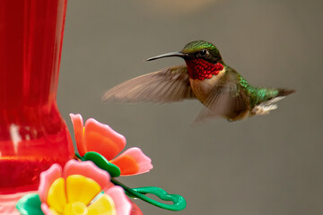Male Ruby-Throated Hummingbird Approaches Feeder