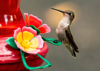 Female RubyThroated Hummingbird Perches on Feeder © Charles Floyd