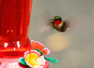 Male Ruby Throated Hummingbird Hovers Near Feeder © Charles Floyd
