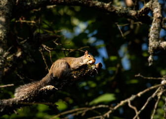 Gray Squirrel Catching Rays on a Limb © Charles Floyd