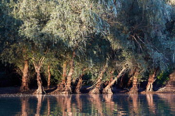Willow trees on the bank of the Danube river at sunset © watcherfox