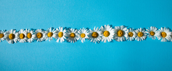 line of daisies on a blue background