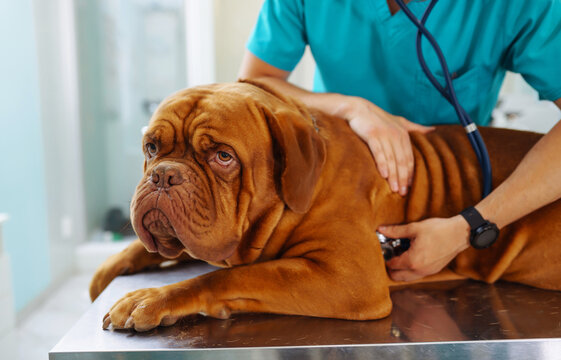 Uncovering the Mysteries of Canine Ringworm: How to Identify What Ringworm Looks Like on a Dog Uncover the mystery of canine ringworm and learn how to identify what ringworm looks like on a dog