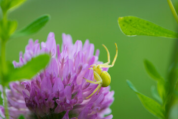 Misumena vatia. Spider on red-clover flower. blooming meadow flower and yellow spider. on a green background. small predator on the hunt. macro nature. close-up