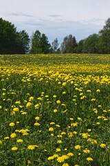 Obraz premium Meadow full of yellow dandelions against trees and a blue sky at Rödön in Sweden