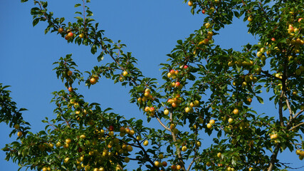 Yellow cherry plum tree with ripe berries against a blue sky.