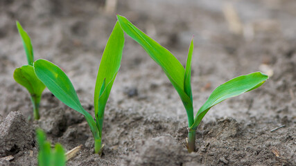 A small plant in soil, corn leaves, green sprout. Ecology, environmental protection. Greenhouse work. corn seedlings in field, small plants. spring, start of work, agriculture, close-up