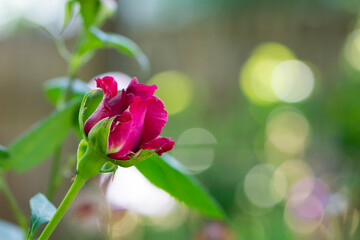 Red Rose Bud. New rose bud. Young graceful spray rose. A small bud of a blooming flower. Closeup of a rose bud in a garden. Natural background. beautiful flower, on a flowerbed, close-up