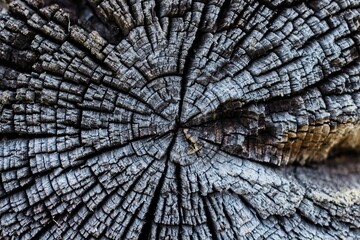 A close-up of an old dried log