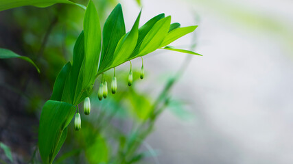 Polygonatum odoratum, Polygonatum officinale, white forest flowers in bloom, springtime wild flowering plant with green leaves on stem. macro nature, natural background, close-up