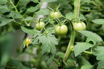 Green tomatoes. Agriculture concept, Tomato plants in greenhouse Green tomatoes plantation. Organic farming, young tomato plants growth in greenhouse, closeup group of green tomatoes growing
