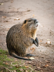 Nutria