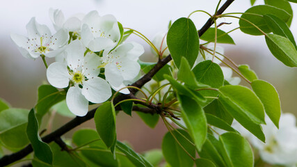 pear flowers. blooming tree in the garden. white delicate flowers and green and young leaves. Malinae, Springtide. Branches of flowering pears on a green background. close-up. pear in the forest