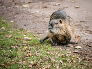 Nutria
