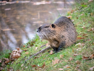 Nutria