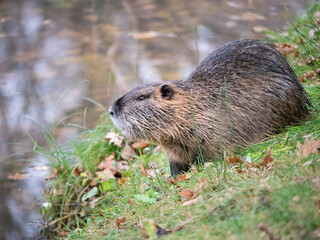 Nutria