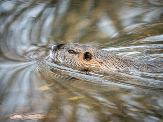 Nutria