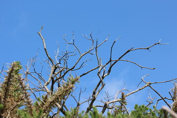 A photograph of a dead tree branch outdoors, summer blue sky