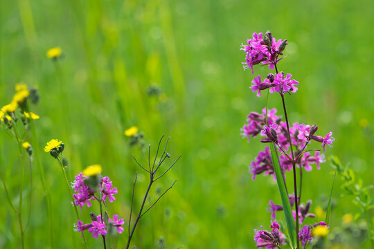 Viscaria vulgaris. flowering meadow. delicate pink flowers close-up. European summer nature. Countryside, village in Russia. Blossom viscaria vulgaris. Blooming sticky catchfly. Seasonal flower