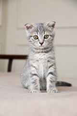 little striped playful kitten playing on bed at home. Healthy adorable domestic pets and cats