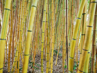 Dense green bamboo thickets in the park. Bamboo grove. Full screen photo