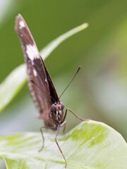 A male Great Eggfly (Hypolimnas Bolina)