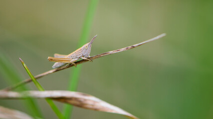Common field grasshopper resting on a dry stalk of grass. Isolated on light green background. Side view, closeup. Genus species Chorthippus brunneus. macro nature. space for text