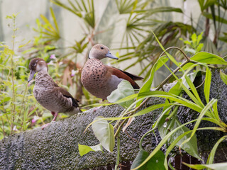 A pair of Ringed Teals (Callonetta leucophrys)