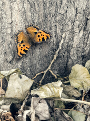 Butterfly polychrome, garden, pear on the trunk of a tree. Nymphalis polychloros.