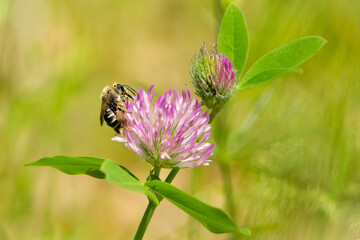 bee at work on clover flower collecting pollen. bright delicate pink clover flower, honey bee. macro nature, wild wildflower, useful insect, spring or summer sunny day, close-up. natural background