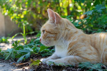 Naklejka na ściany i meble red tabby cat lies in the grass in the garden