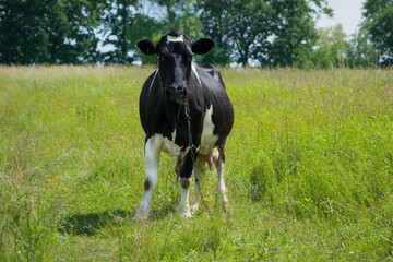 cow. Dairy cow in the pasture. black young cow, stands on green grass. spring day. milk farm. home animal. cattle. the cow is grazing in the meadow. close-up. black and white animal in green grass