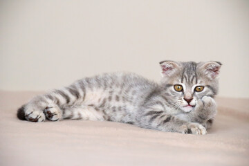 little striped playful kitten playing on bed at home. Healthy adorable domestic pets and cats