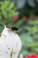 A male Great Eggfly (Hypolimnas Bolina)