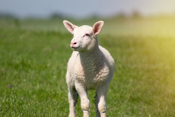 Naklejka na ściany i meble Closeup portrait of isolated baby lamb on fresh green field or meadow with sunshine and vivid blue summer sky, selective focus, copy space for text